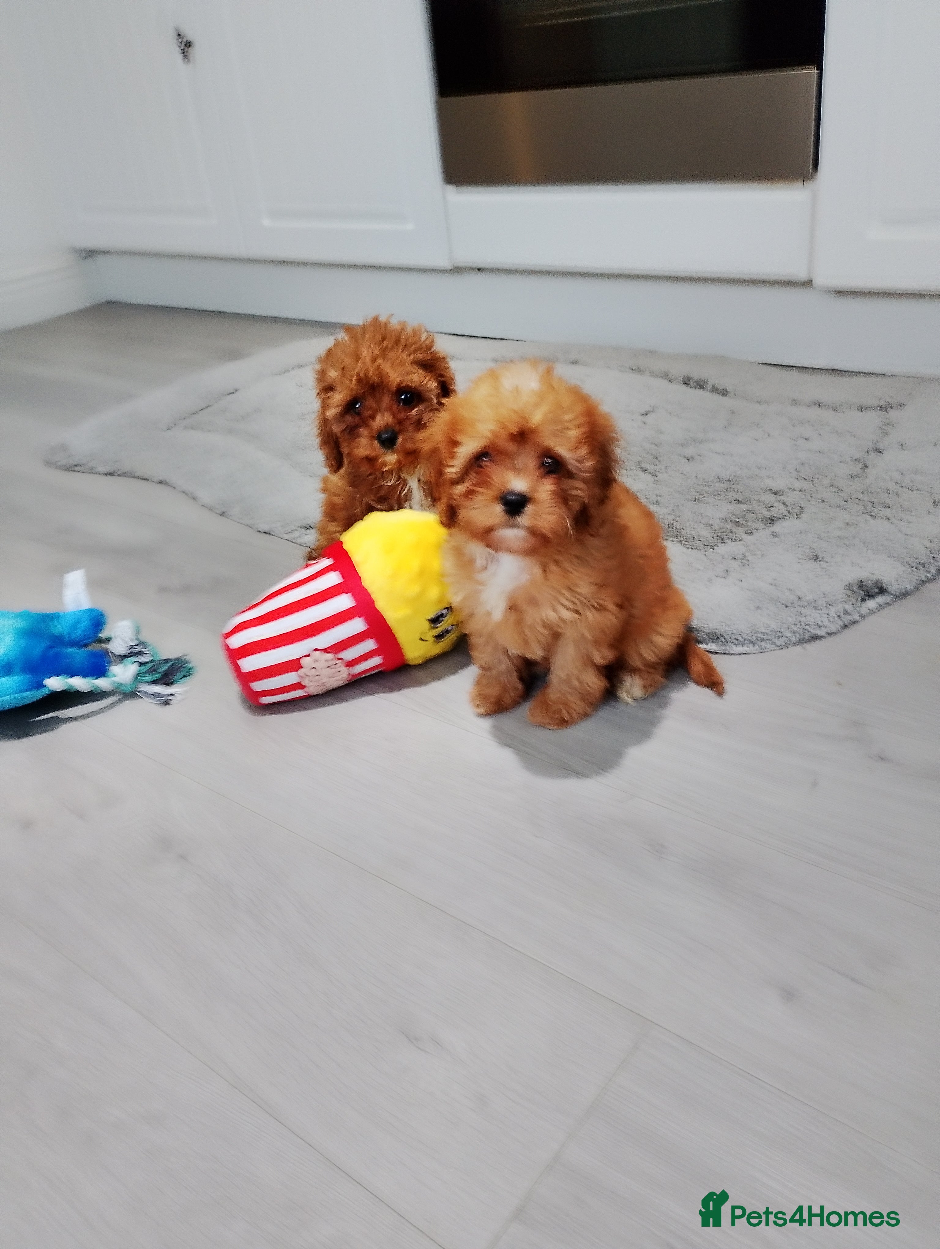 Cavapoo dogs Stunning F1 Cavapoos 3 boys available ! - Advert 6