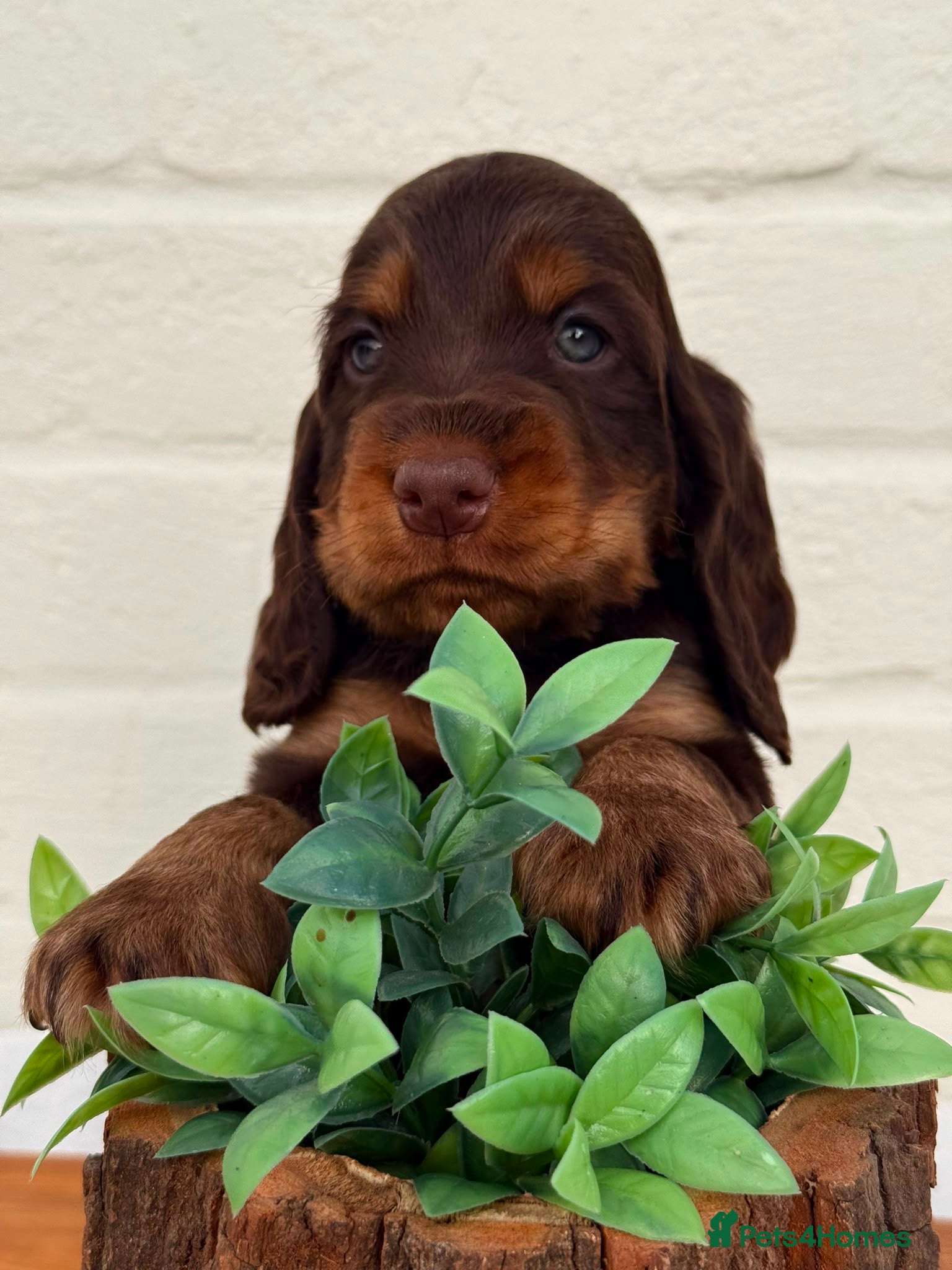 Cocker Spaniel dogs Show type cocker spaniels  - Advert 18
