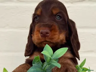 Cocker Spaniel dogs Show type cocker spaniels - Advert 18