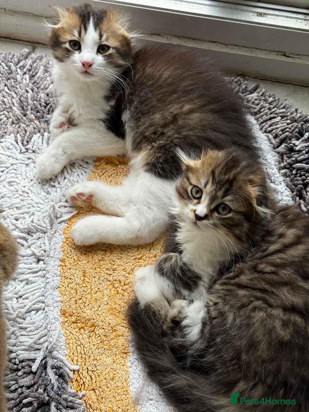 Scottish Fold cats for sale: Two beautiful kittens with mother - Image 13