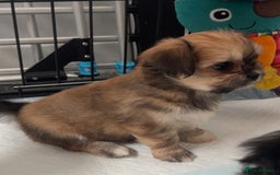 Mixed Breed dogs for sale: Tini Malchi puppies  - Image 14
