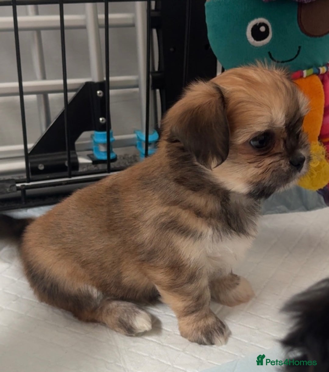 Mixed Breed dogs for sale: Tini Malchi puppies  - Image 14
