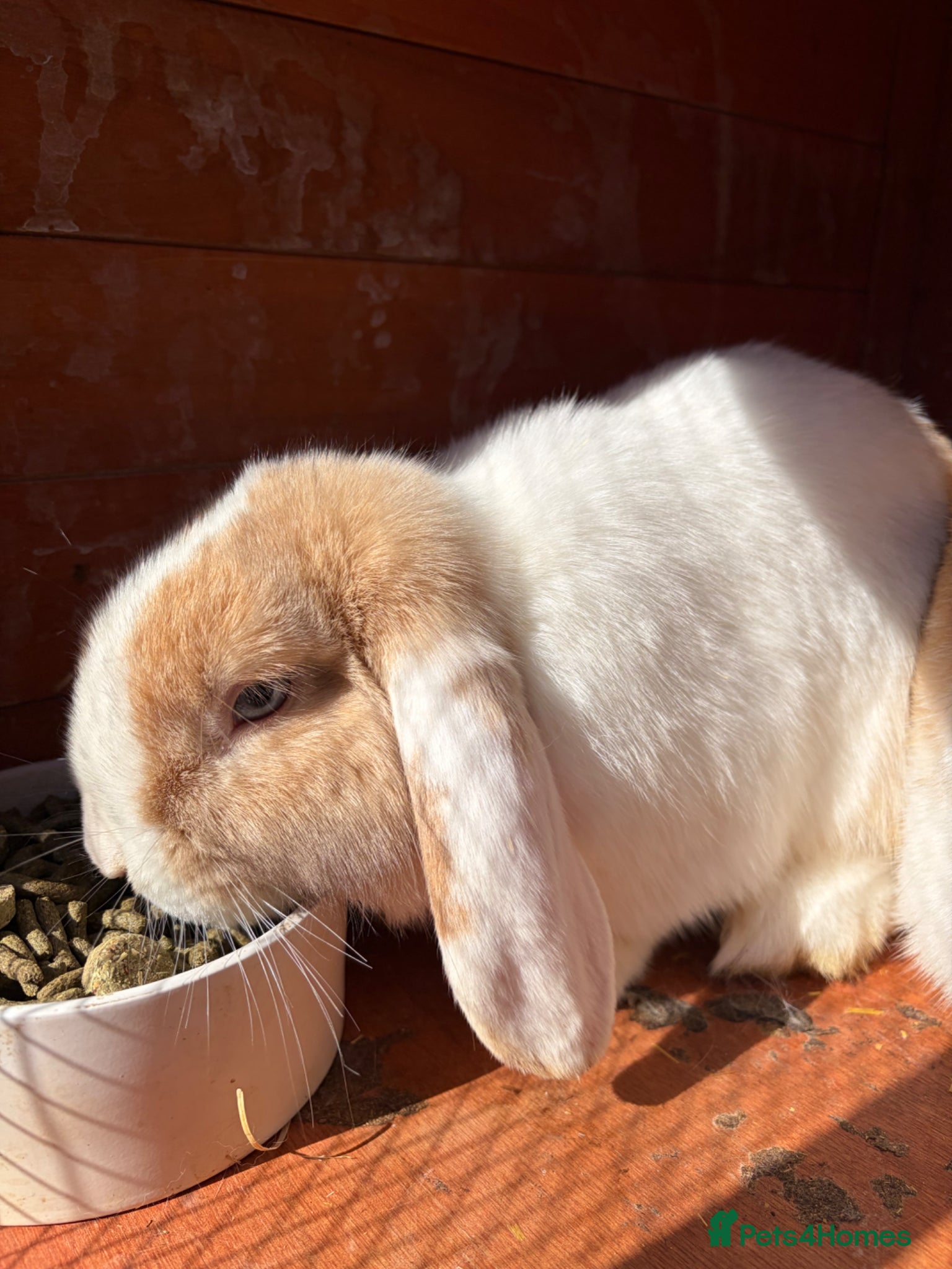 Mixed Breed rabbits Flopsy the rabbit - Advert 14