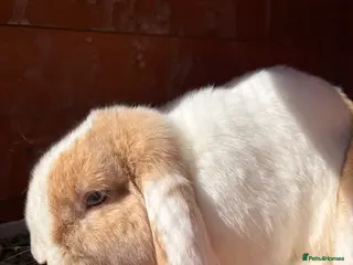 Mixed Breed rabbits Flopsy the rabbit - Advert 13