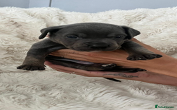 Mixed Breed dogs for sale: 🏡 Staff x American Bulldog Puppies  - Image 13
