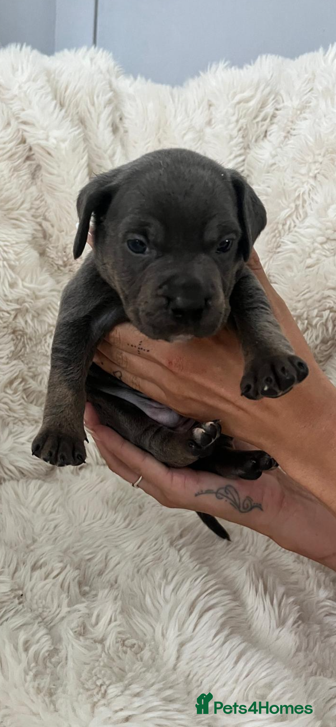 Mixed Breed dogs for sale: 🏡 Staff x American Bulldog Puppies  - Image 13