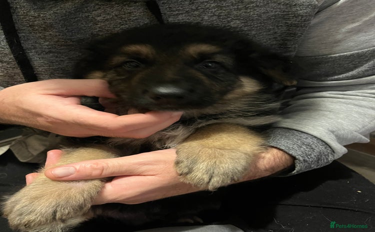 German Shepherd dogs - Advert 11