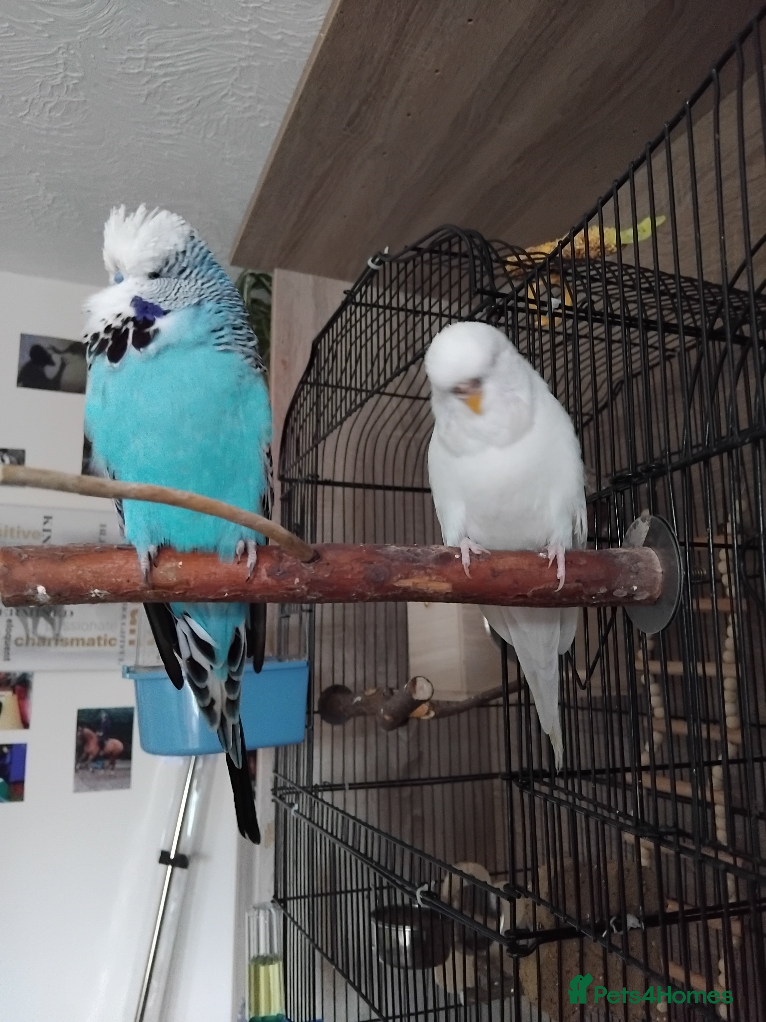 Budgerigars birds Breeding pair  - Advert 2