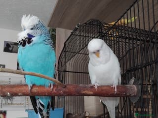 Budgerigars birds Breeding pair - Advert 2