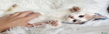 Cream harli