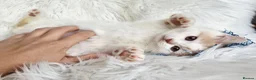 British Shorthair cats for sale: Gorgeous loving purr machines  - Advert 34