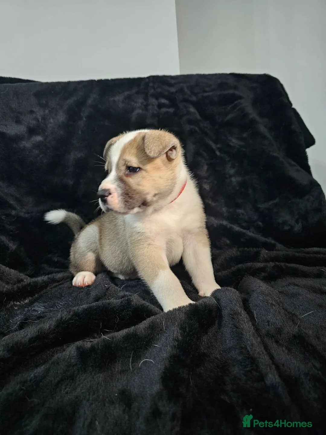 Mixed Breed dogs for sale: Mother is akita x staff father is full Akita - Advert 2