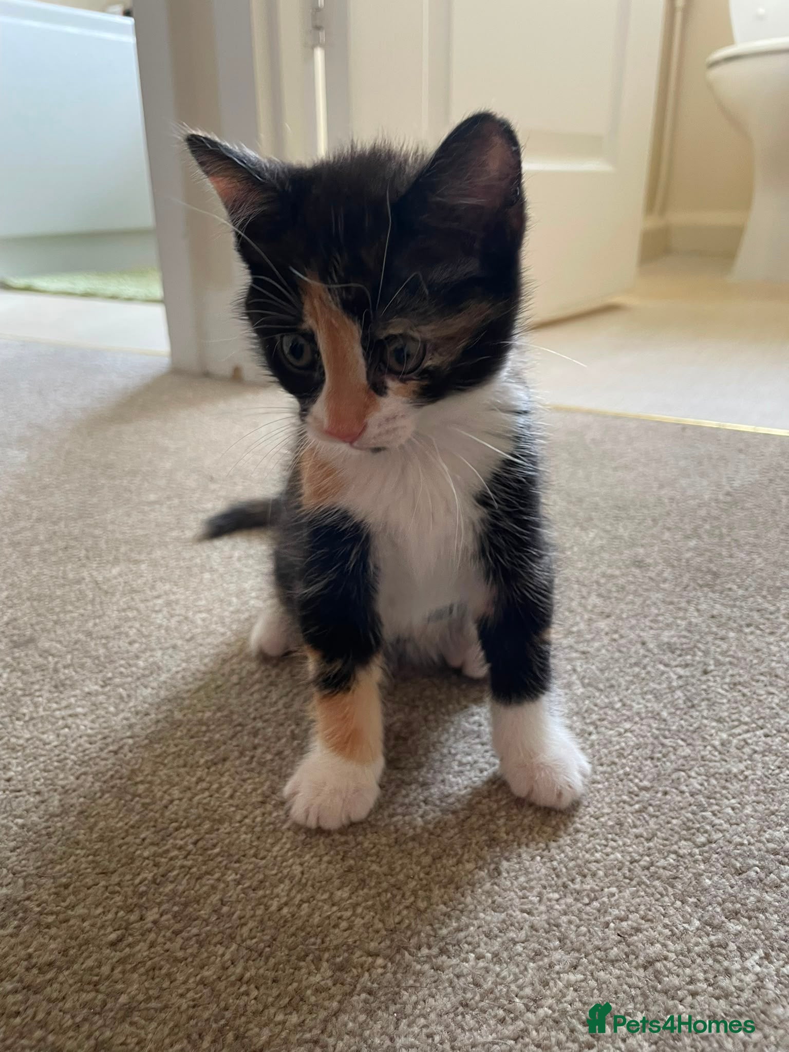Mixed Breed cats 7 Kittens for Sale  - Advert 1