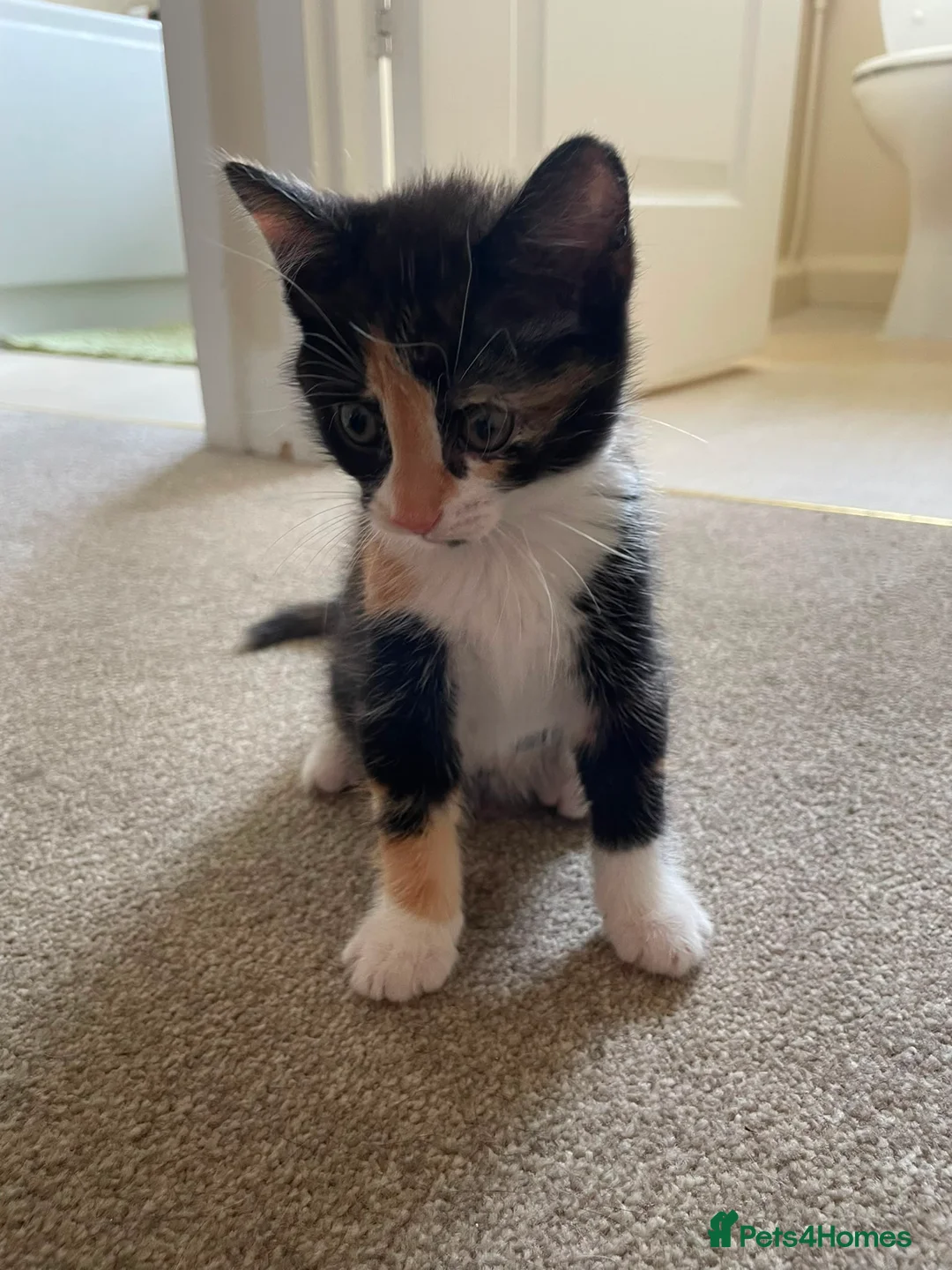 Mixed Breed cats for sale: 7 Kittens for Sale  in Marlow - Advert 1