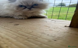 Persian cats for sale: 1 absolutely stunning extremely fluffy  girl  - Image 4