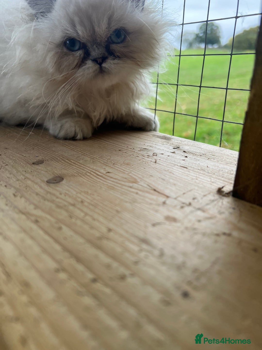 Persian cats for sale: 1 absolutely stunning extremely fluffy  girl  - Image 4