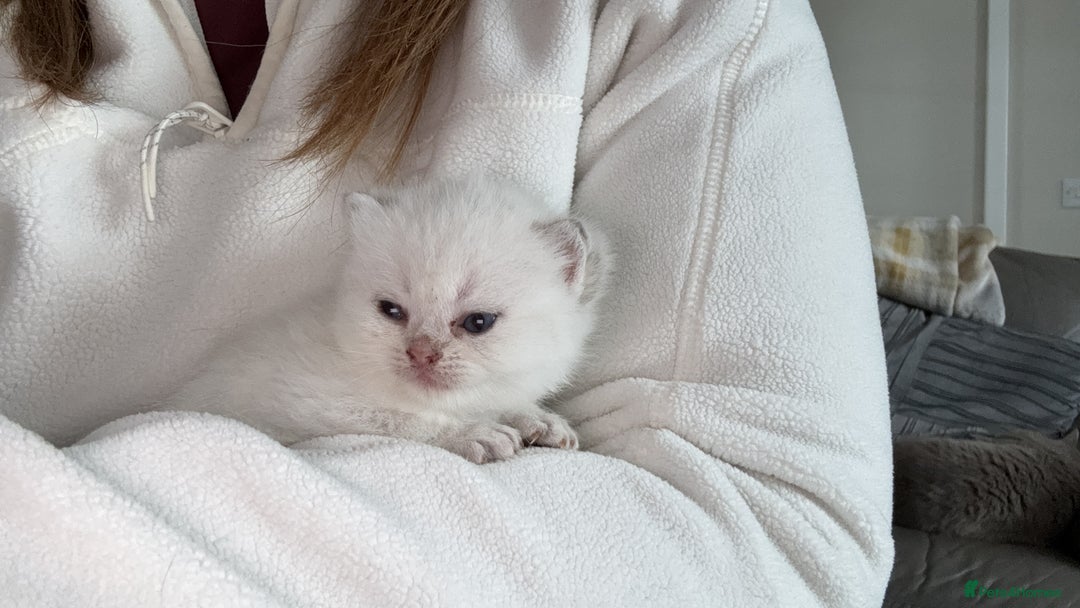 British Shorthair cats for sale: Sired by Champion FIFE dad - Golden BSH kittens - Image 7