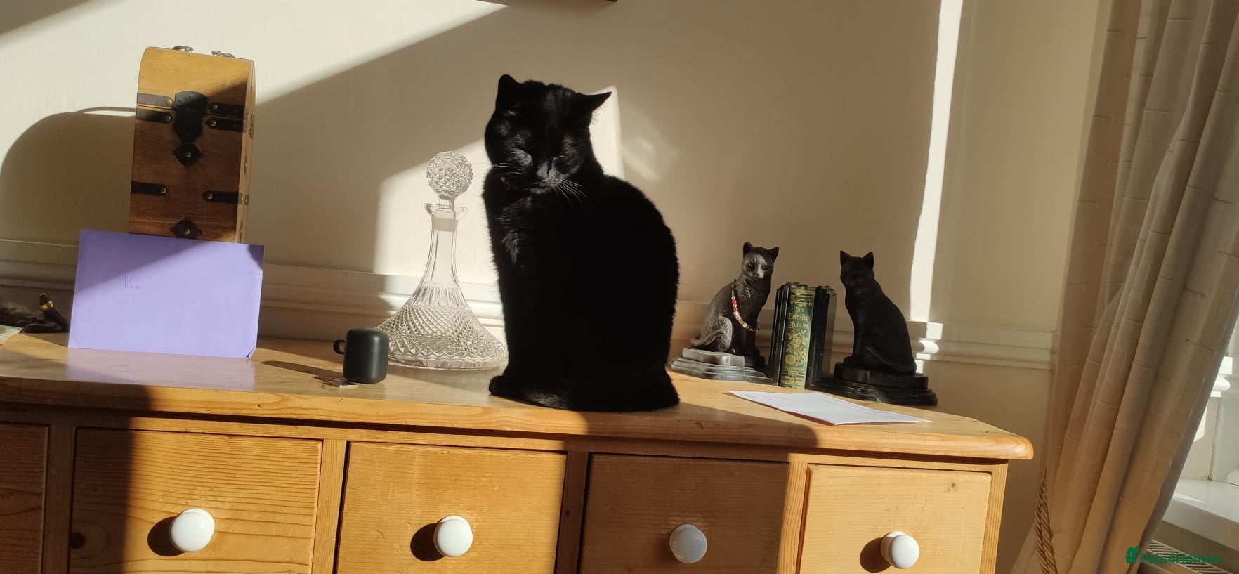 Domestic Shorthair cats Older female cat looking for quiet new home. - Advert 1