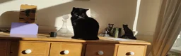 Domestic Shorthair cats for sale: Older female cat looking for quiet new home. - Advert 1