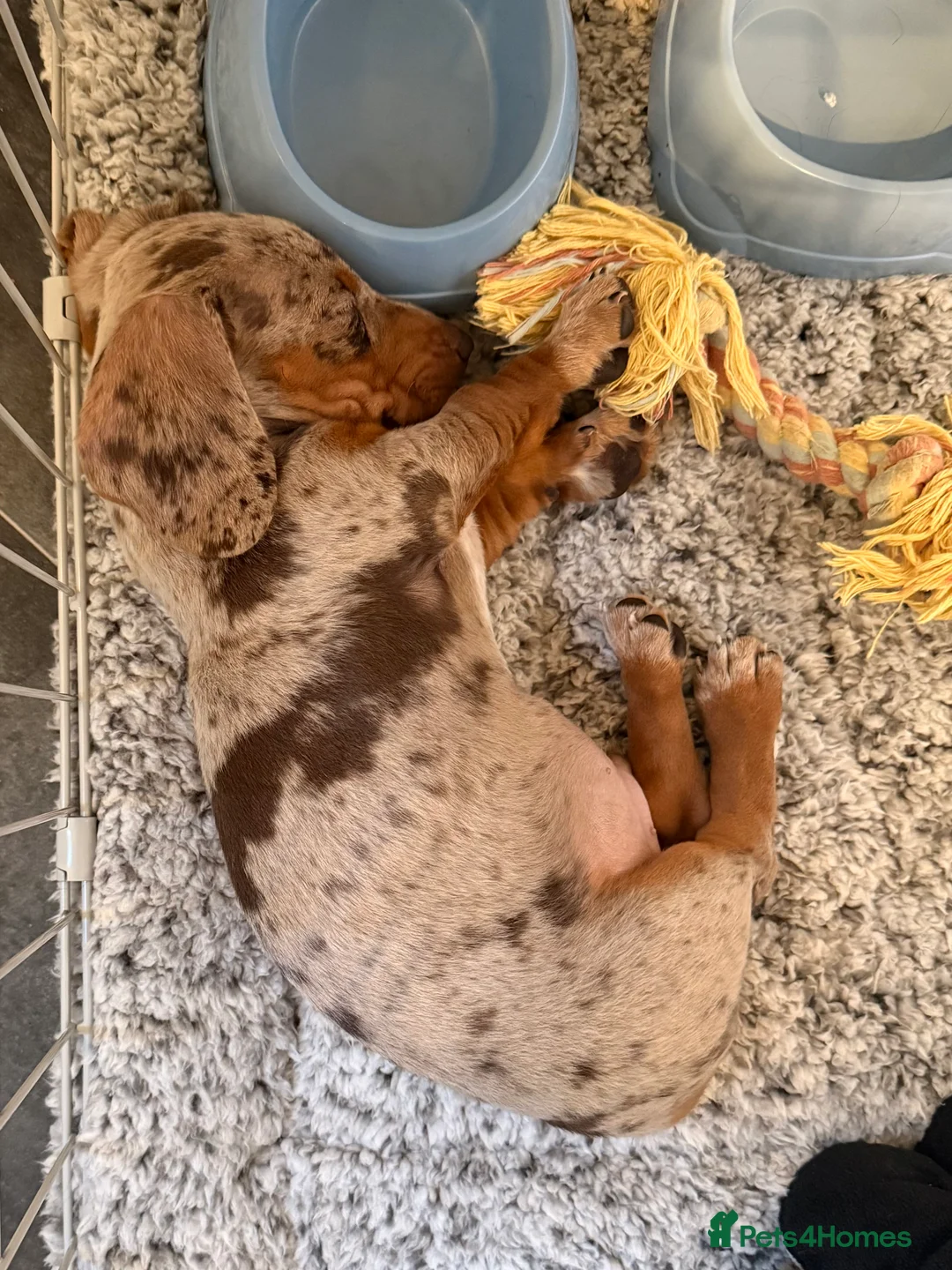 Miniature Dachshund dogs for sale: Miniature dachshund  - Advert 3