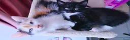 Mixed Breed cats for sale: Beautiful 9 Week Old Mixed Breed Kittens Ready Now - Advert 26