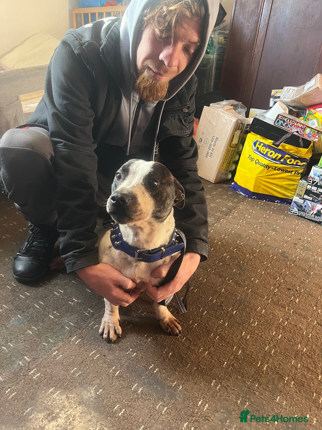 Mixed Breed dogs for sale: Staffy x Jack russell - Advert 5