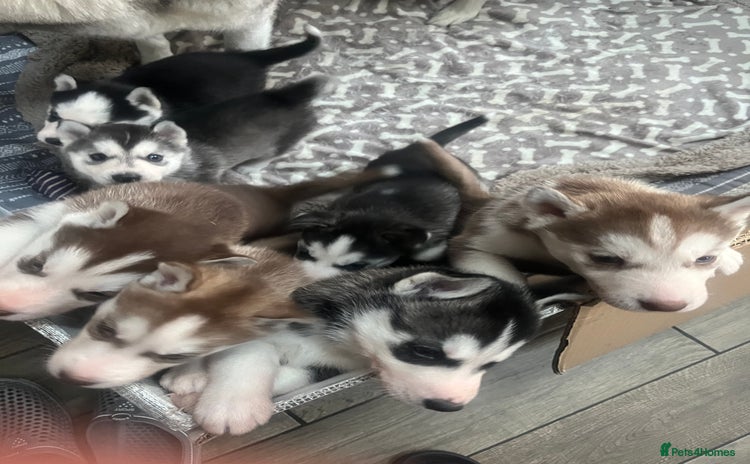 Siberian Husky dogs Siberian Husky puppies  - Advert 1