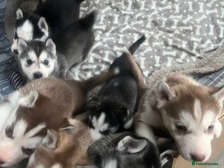 Siberian Husky dogs for sale: Siberian Husky puppies - Advert 1