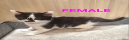 Mixed Breed cats for sale: Part ragdoll kittens for sale - Advert 4