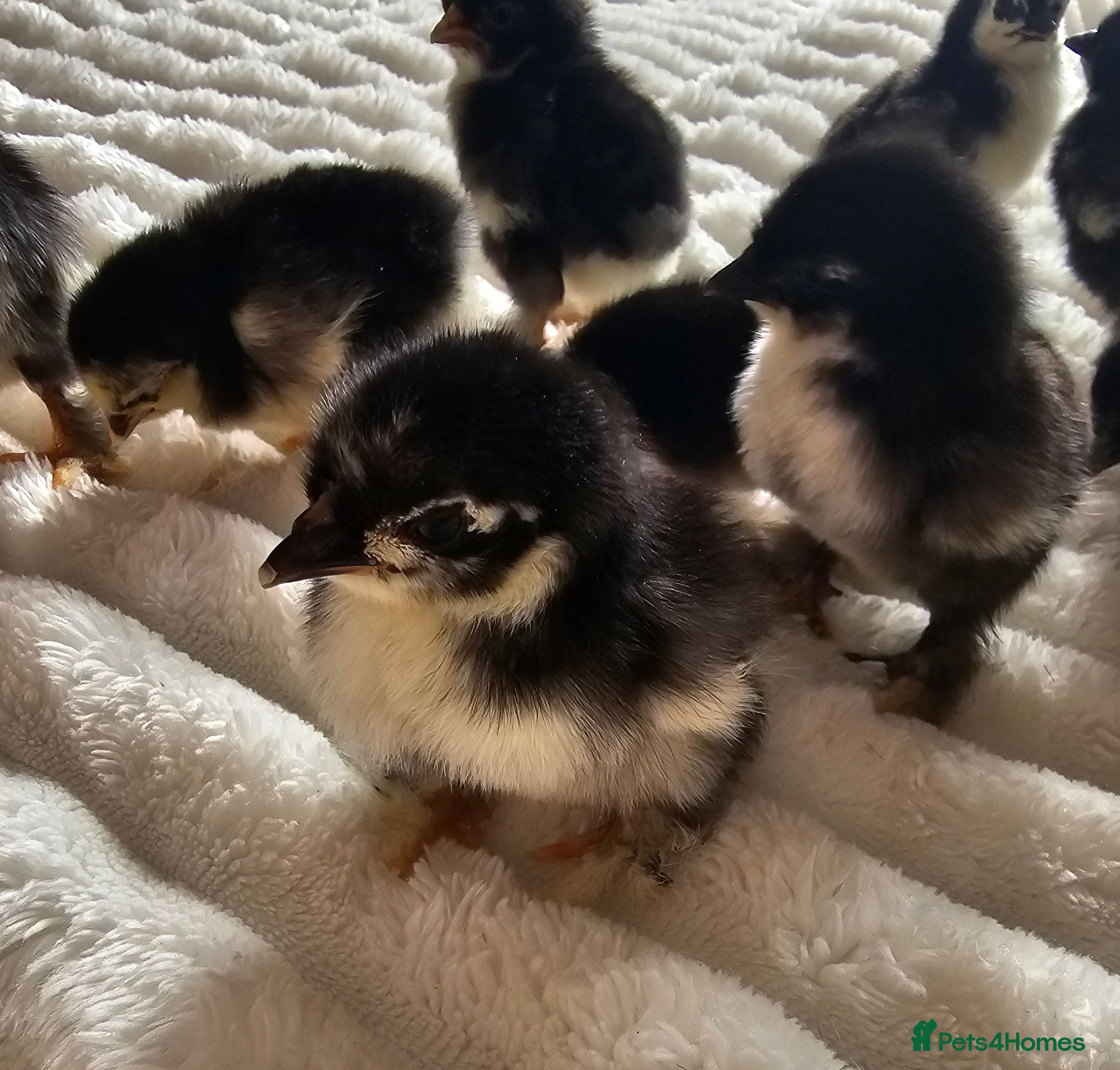 Chickens poultry Pekin Bantam Chicks - Advert 2