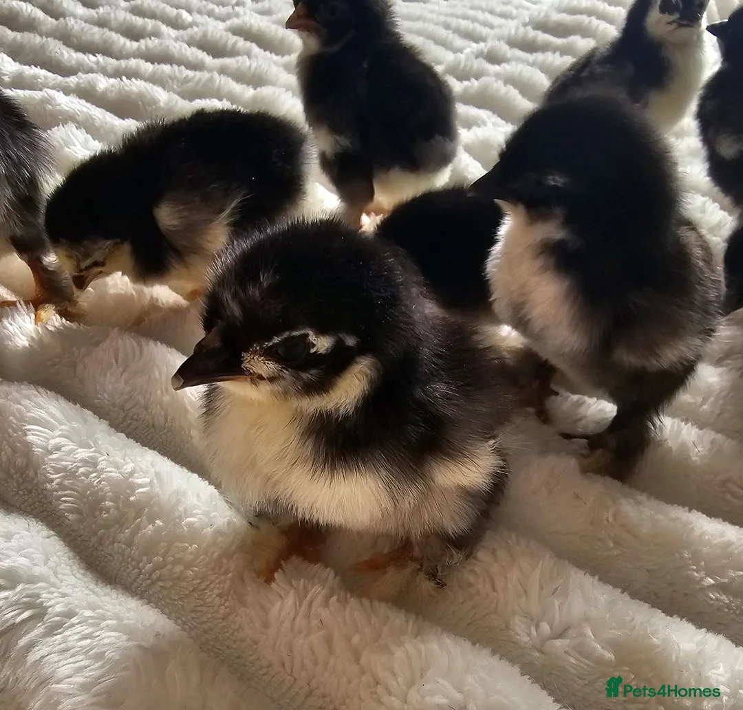 Chickens poultry for sale: Pekin Bantam Chicks - Advert 1