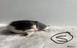 Mixed Breed cats for sale: 6 stunning kitten  - Image 11