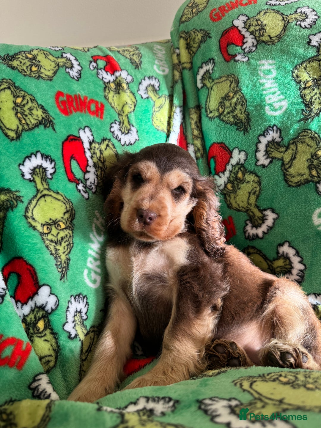 Cocker Spaniel dogs for sale: Show type boys   - Advert 5