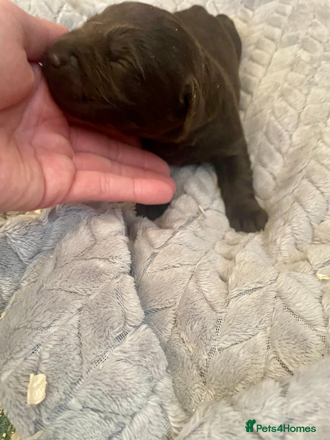 Labrador Retriever dogs for sale: LABRADOR PUPPIES 5 GEN ENHANCED PEDIGREE  - Image 9
