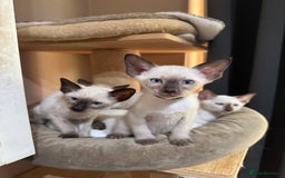 Siamese cats for sale: 6 cute Siamese kittens available  - Image 5