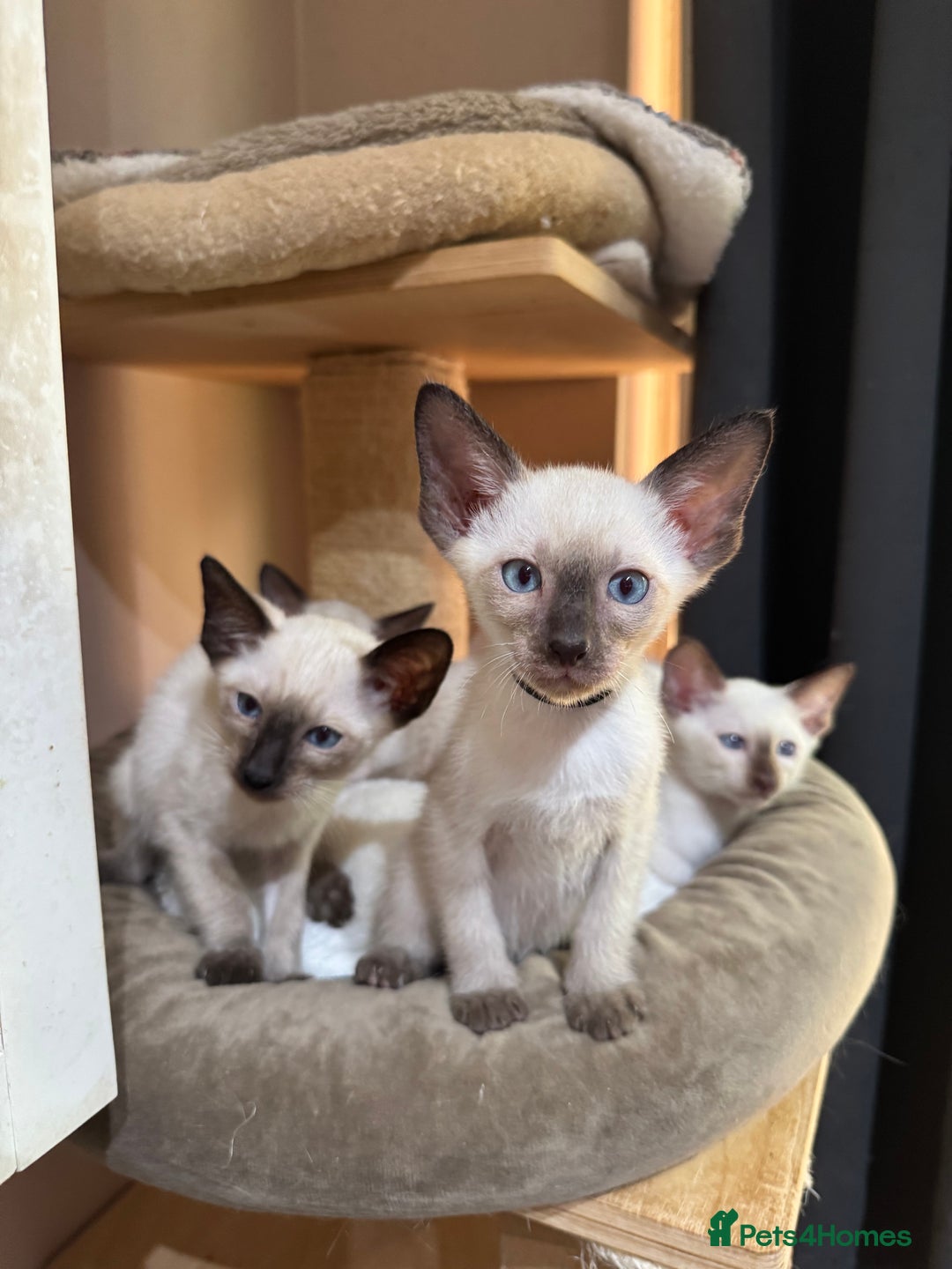 Siamese cats for sale: 6 cute Siamese kittens available  - Image 5