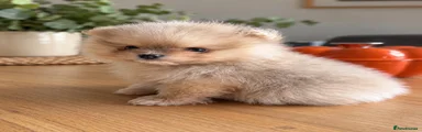Pomeranian 4