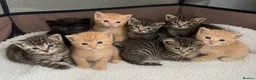 Mixed Breed cats for sale: Bengal mixed kittens for sale - Advert 3