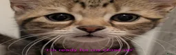 Domestic Shorthair cats for sale: READY TO LEAVE NOW🩵🩷 - Advert 3