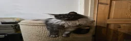 Maine Coon cats for sale: Black Smoke maine coon  in Etchingham - Advert 8