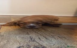 Cocker Spaniel dogs for sale: Beautiful kc reg male cocker spaniel - Image 10