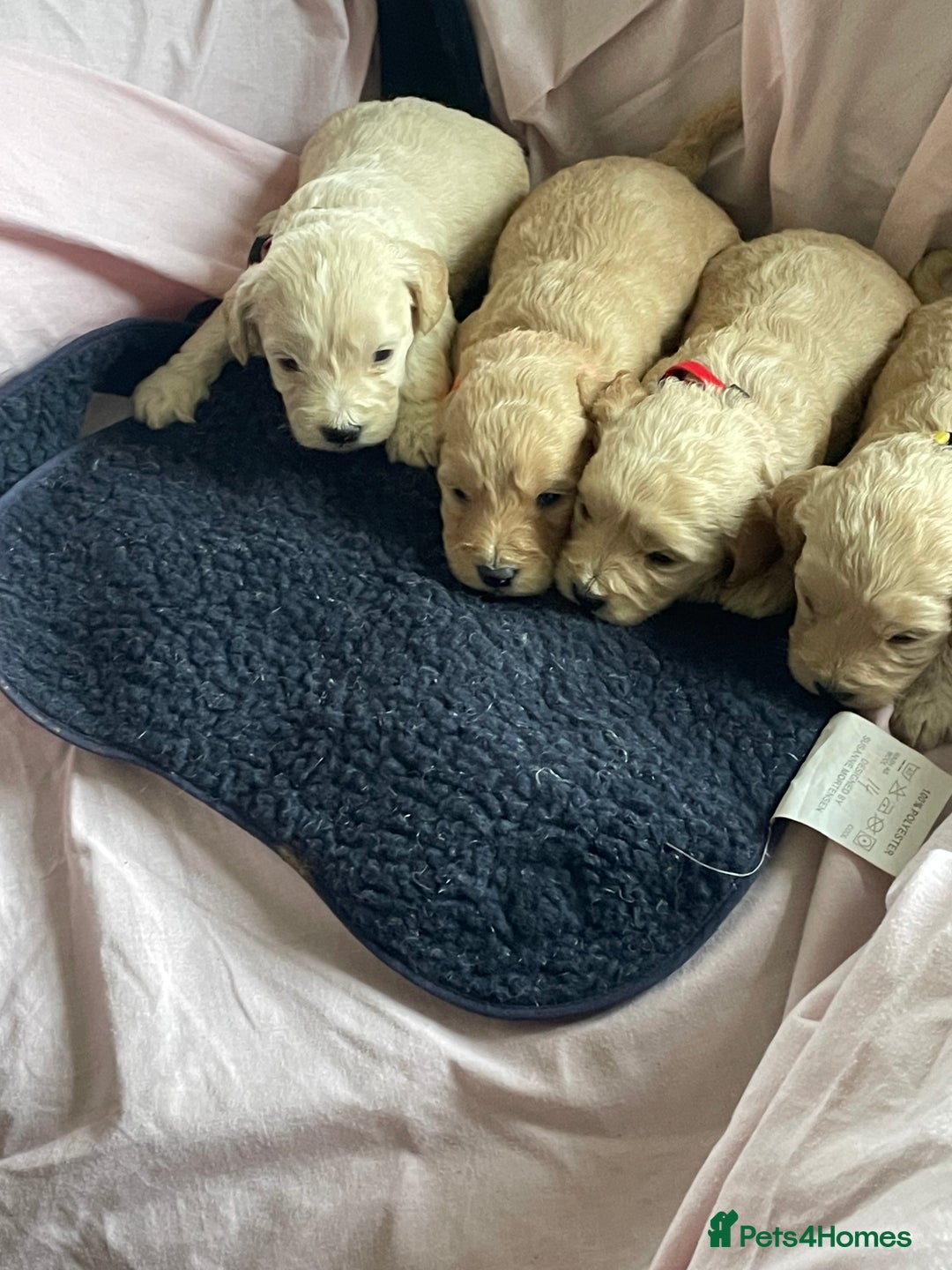 Cockapoo dogs for sale: Toy Cockapoo F1 - Image 5