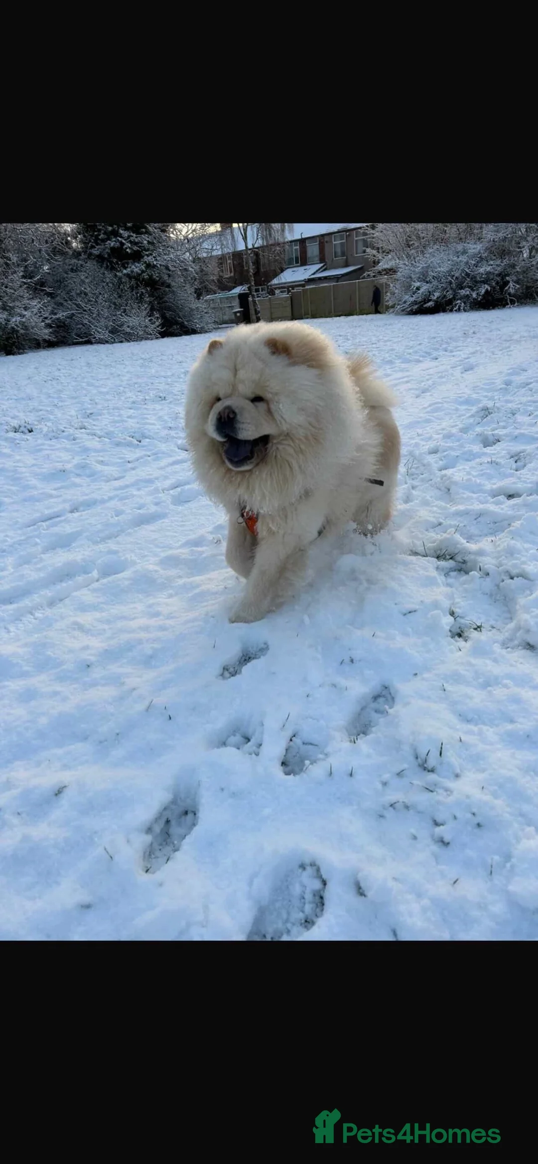 Chow Chow dogs for stud: Chow chow for stud in Saint Helens - Advert 4