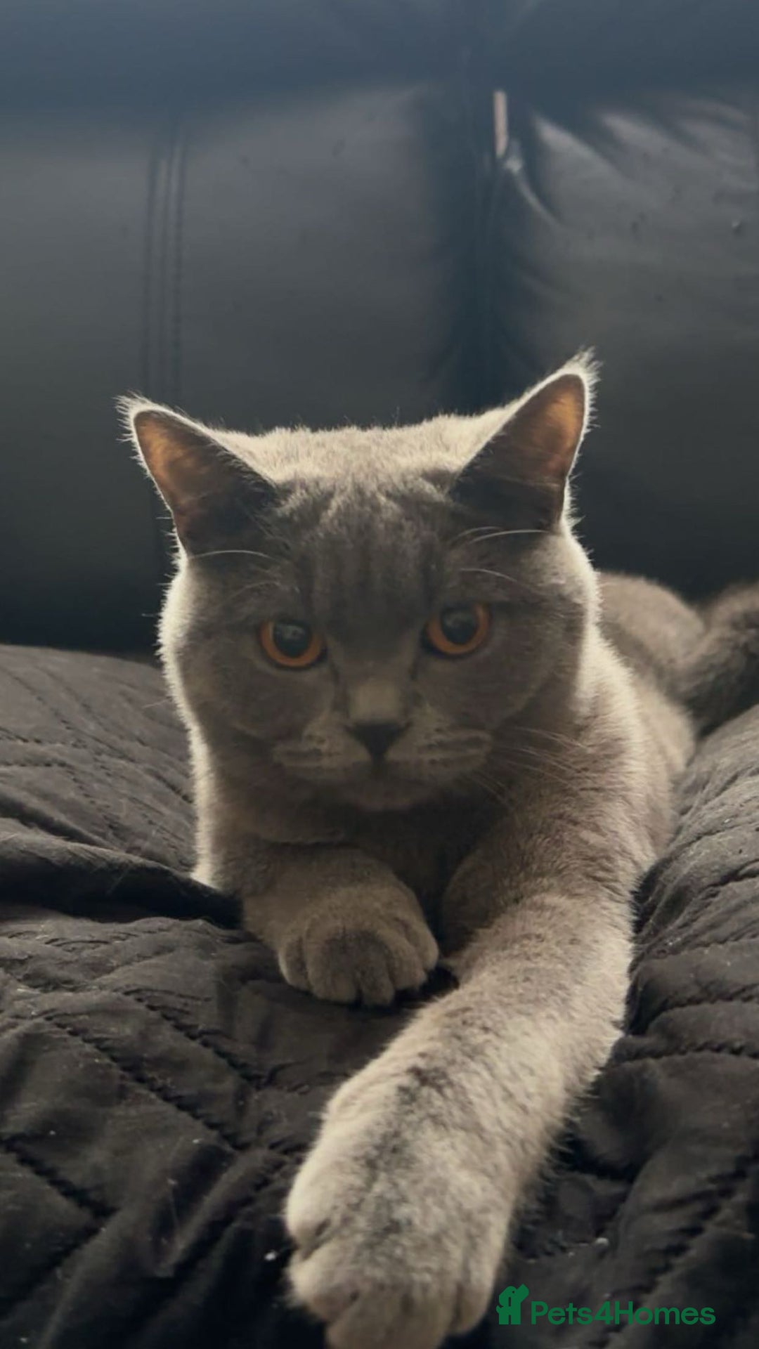 British Shorthair cats for sale: British short hair cat - Image 2