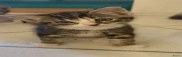 Mixed Breed cats for sale: 3 Beautiful Playful Kittens  - Advert 5