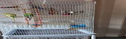 Budgerigars birds for sale: 4 beautiful budgies and cage in West Bromwich - Advert 1