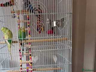 Budgerigars birds 4 beautiful budgies and cage - Advert 2