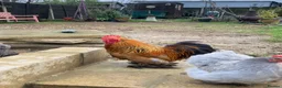 Chickens poultry for sale: Bantam cockerel in Norwich - Advert 8