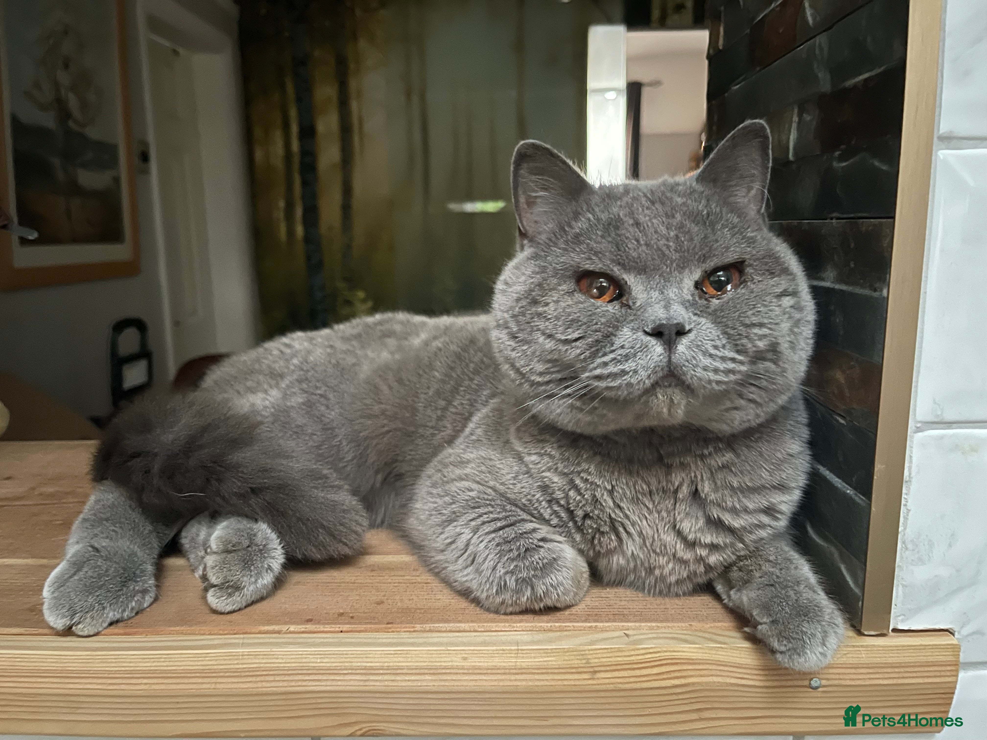 British Shorthair cats Adorable Lovable Brittish Shorthair - Advert 4