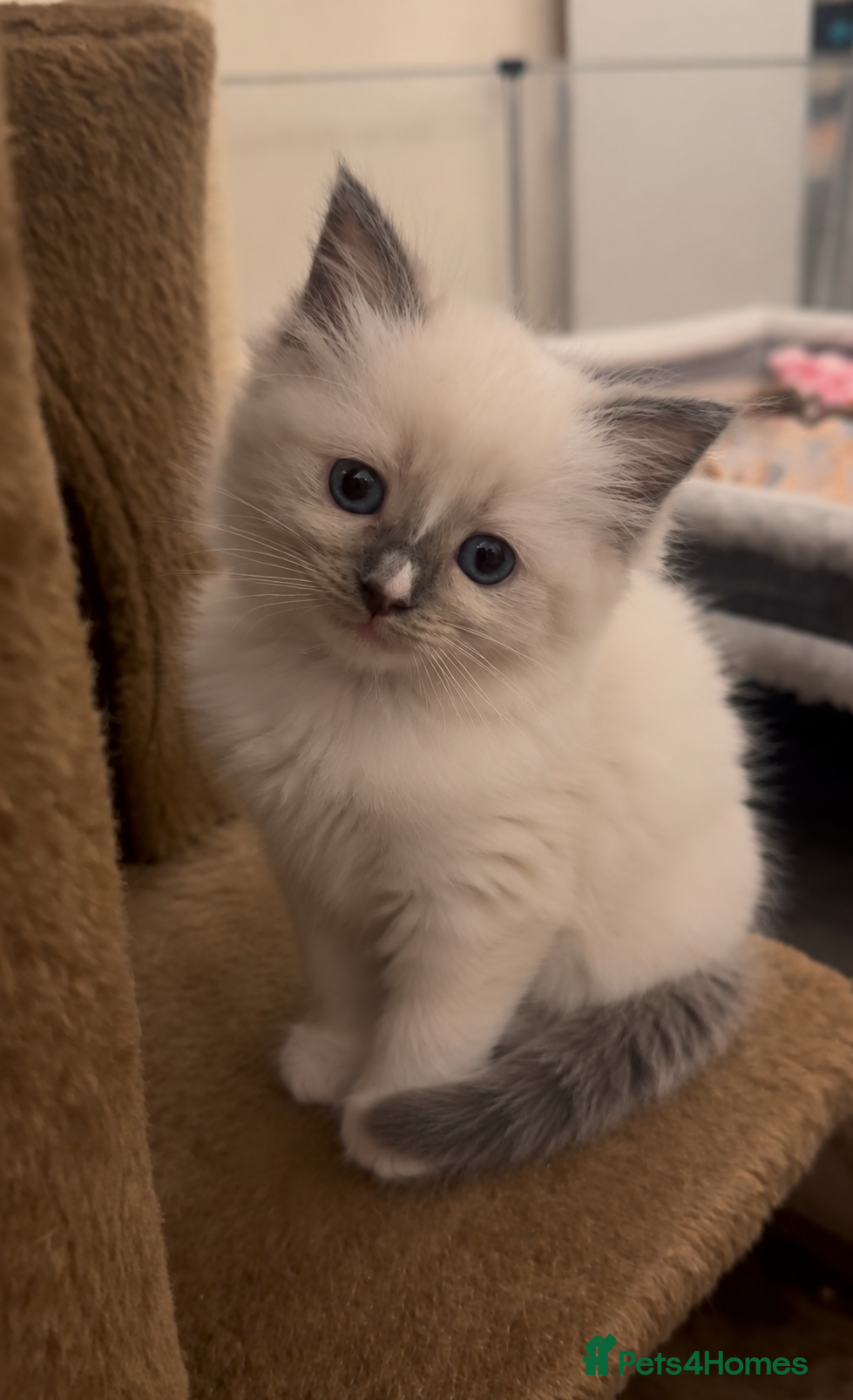 Ragamese cats 3 GIRLS LEFT! TWO SIAMESE AND ONE RAGDOLL - Advert 1